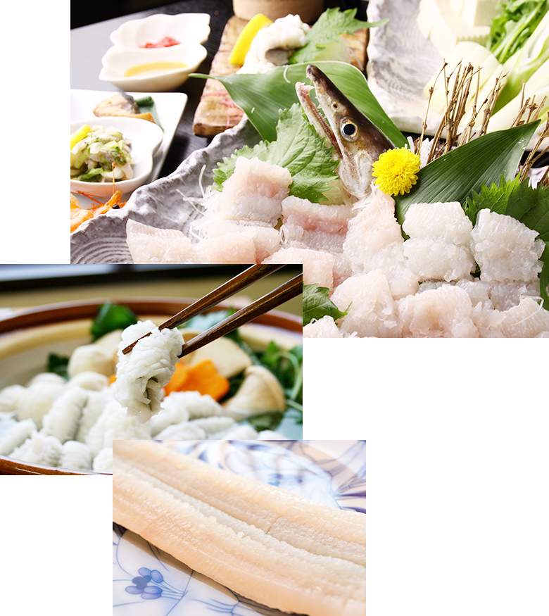 四季折々の鱧の美味しさ